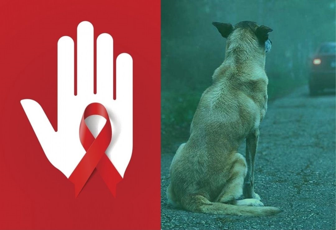 Campanhas chamam a atenção para a prevenção contra a Aids e o abandono de animais